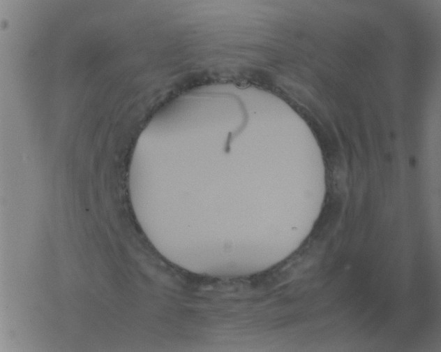 X0000077380865200611101727