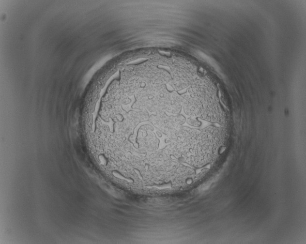 X0000077380875200611101727