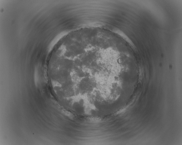 X0000077380878200611101727