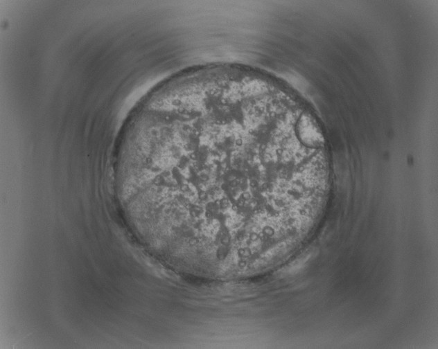 X0000077380879200611101727