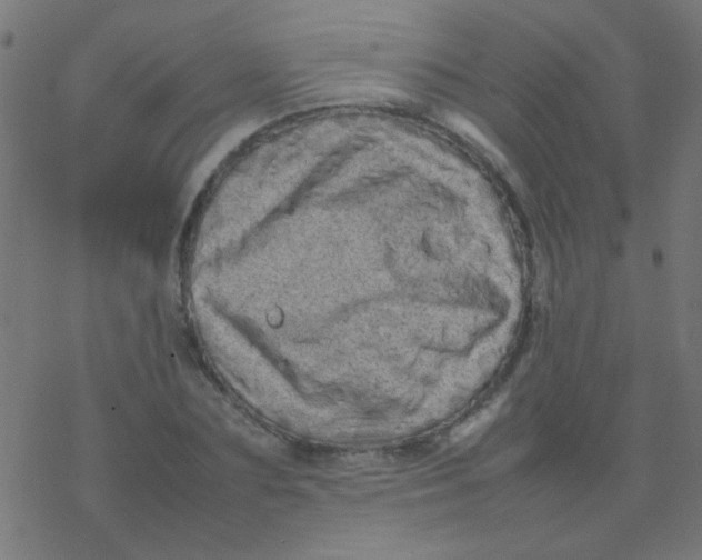 X0000077380883200611101727