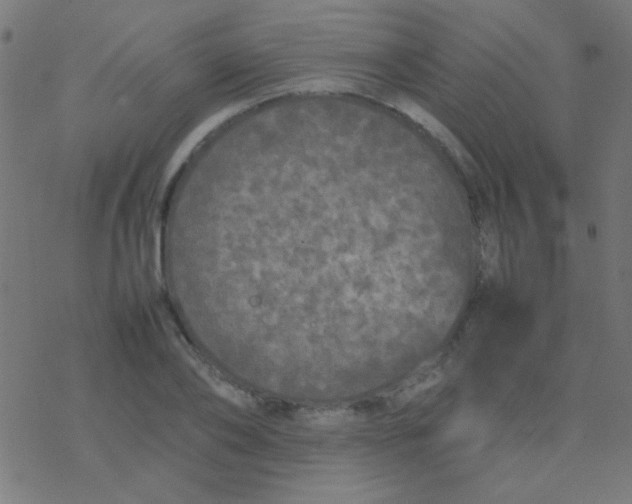 X0000077380886200611101726