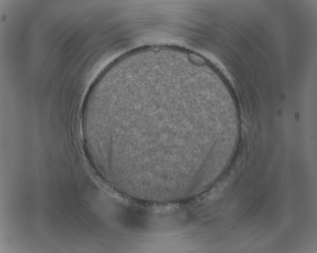 X0000077380887200611101726