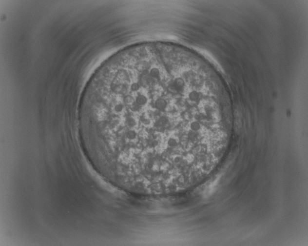 X0000077380895200611101726