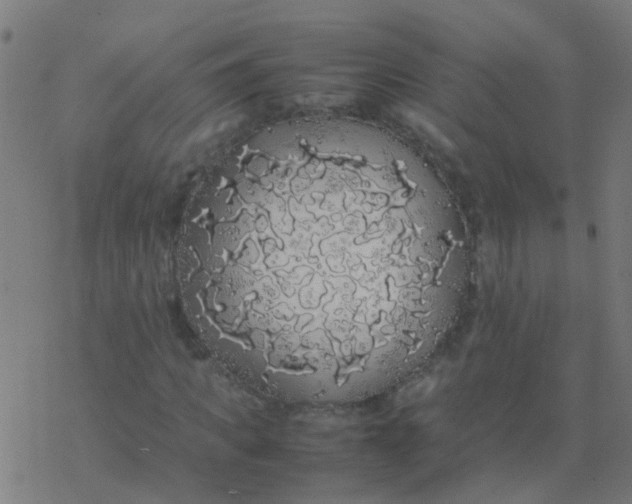 X0000077380917200611101725