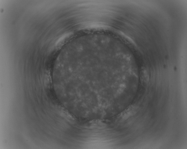 X0000077380918200611101725