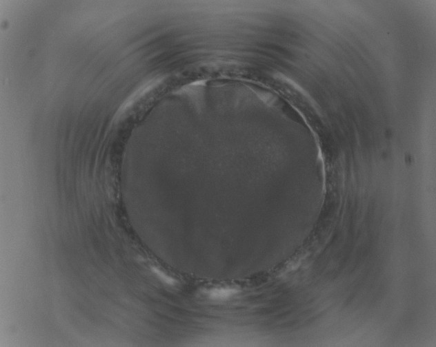 X0000077380919200611101725