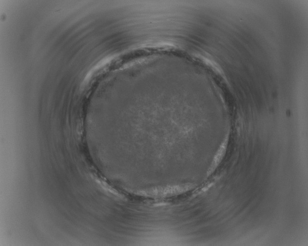 X0000077380920200611101725