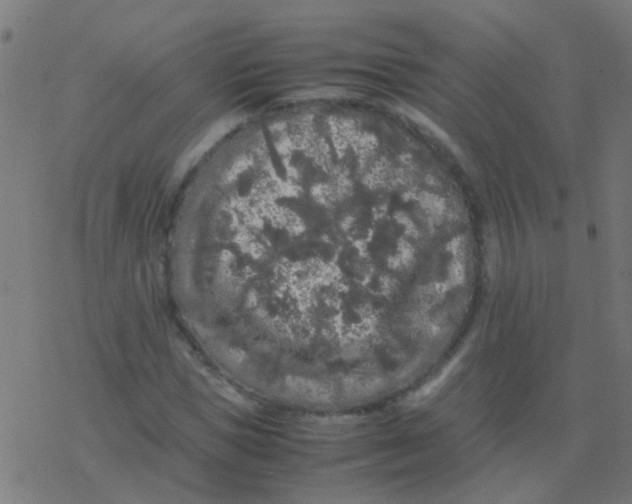 X0000077380921200611101725