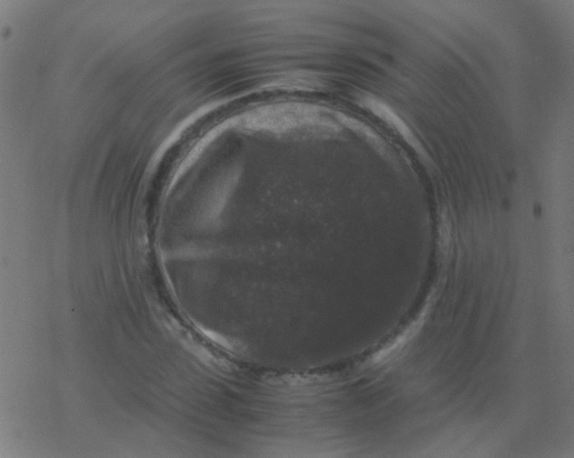 X0000077380923200611101725