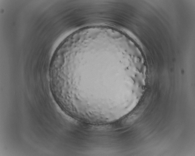 X0000077380951200611101726