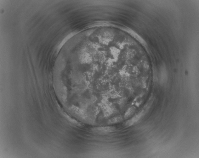 X0000077380953200611101726