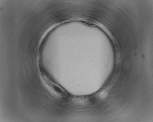 X0000077380955200611101726