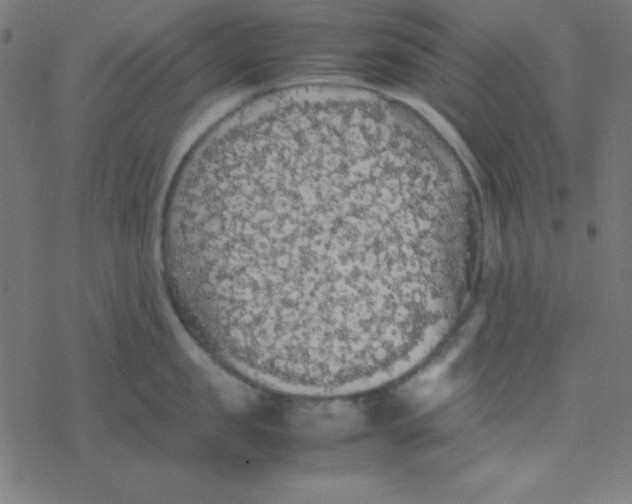 X0000077380957200611101726