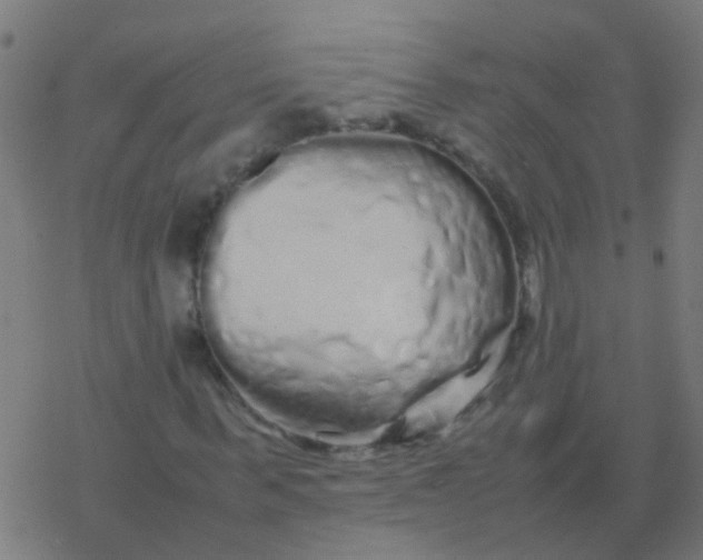 X0000077380963200611101725