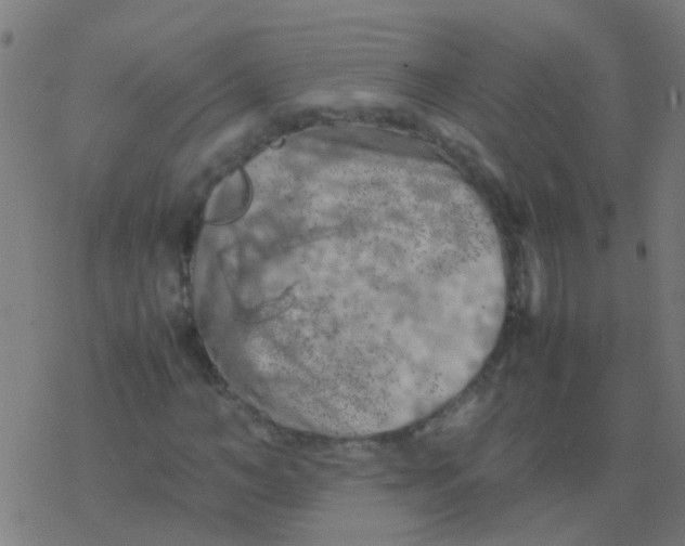 X0000077380966200611101725