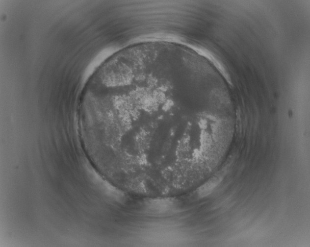 X0000077380998200611101725