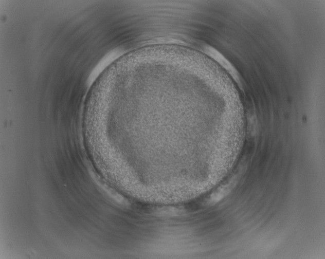 X0000077381002200611101725