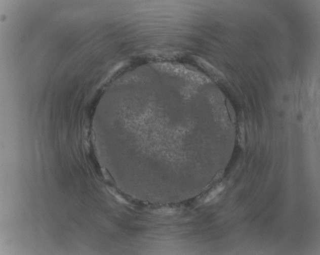 X0000077381010200611101724