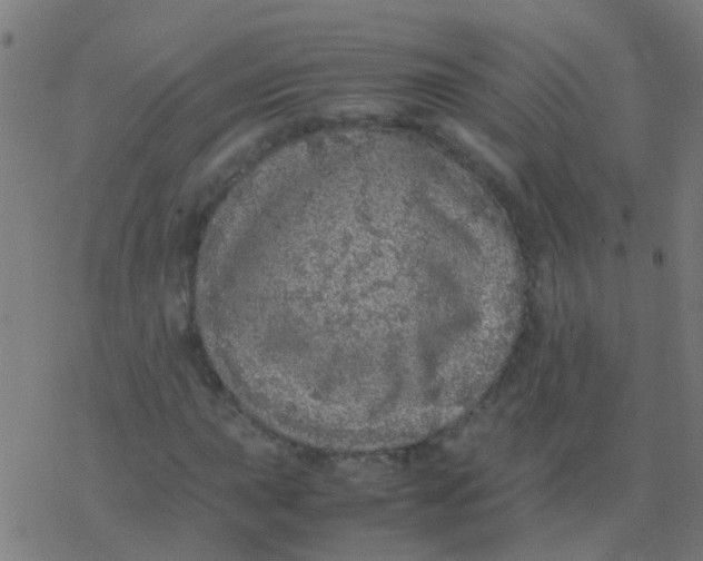 X0000077381015200611101724