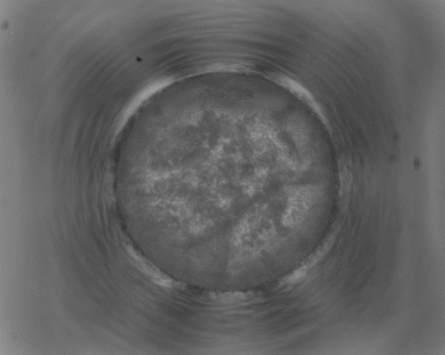 X0000077381019200611101724