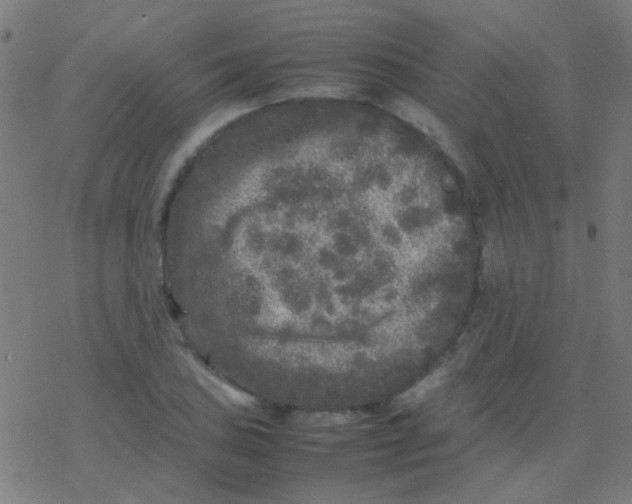 X0000077381027200611101724