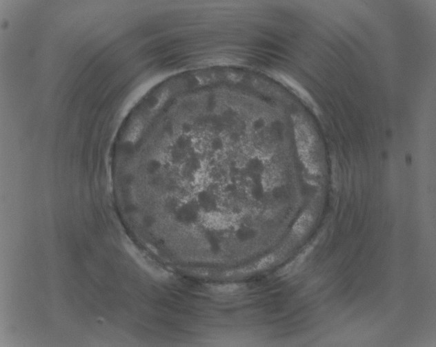 X0000077381031200611101724