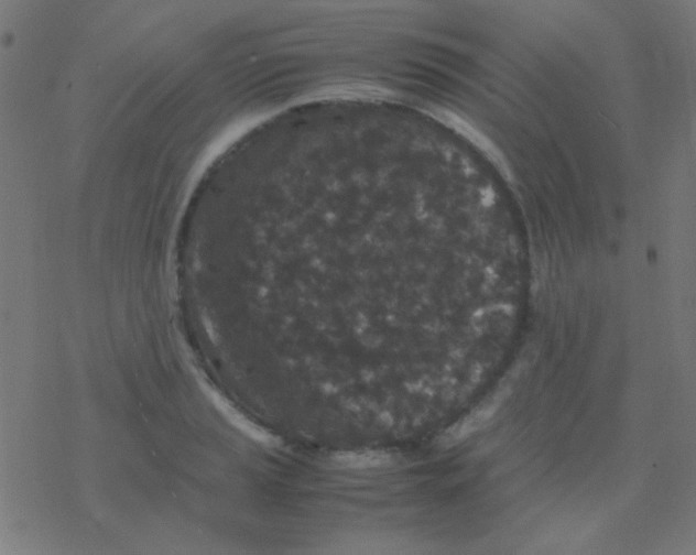 X0000077381037200611101724