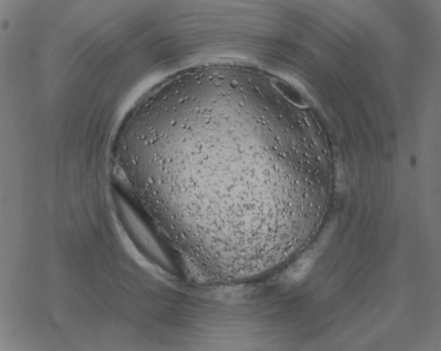 X0000077381038200611101724