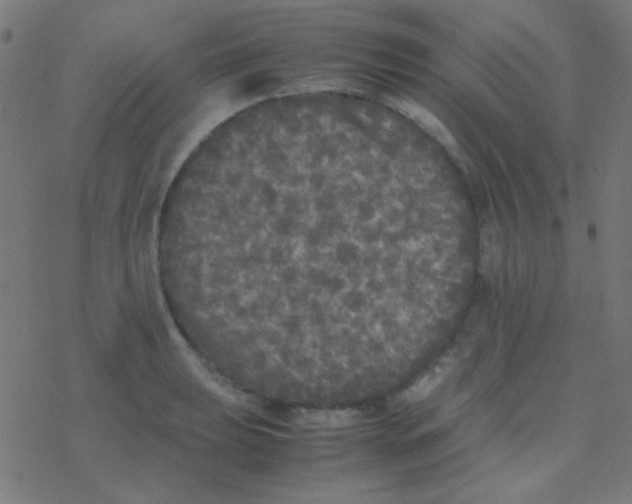 X0000077381039200611101724