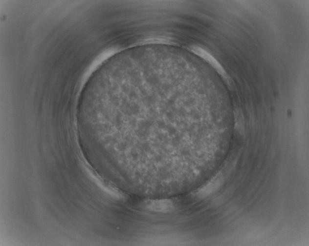 X0000077381043200611101724