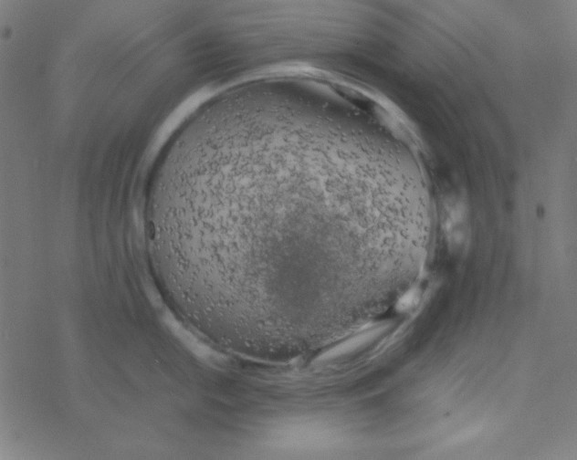 X0000077381054200611101724