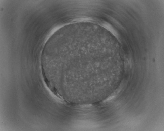 X0000077381055200611101724