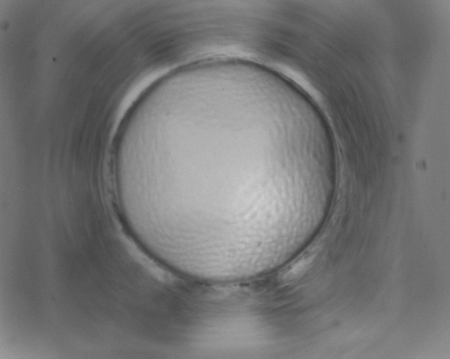 X0000077381056200611101724