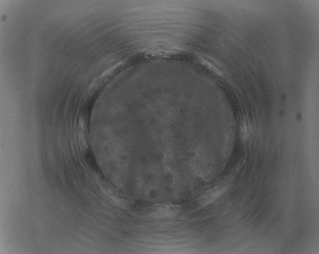 X0000077381060200611101724