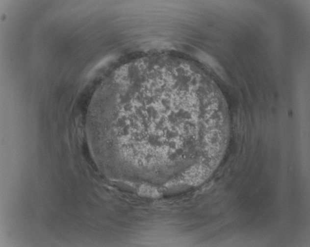 X0000077381063200611101724