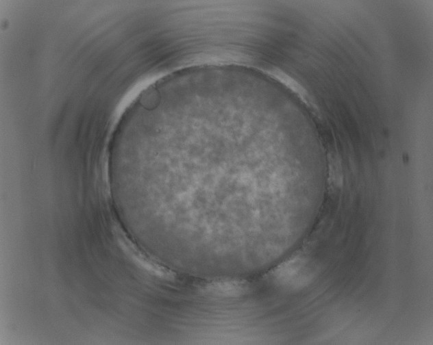 X0000077381078200611101723