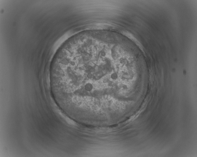 X0000077381083200611101723