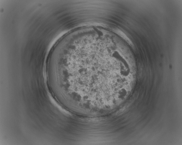 X0000077381084200611101723