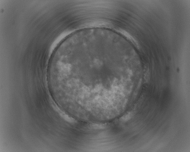 X0000077381086200611101723