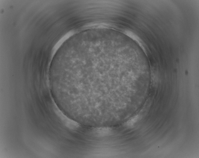 X0000077381090200611101723