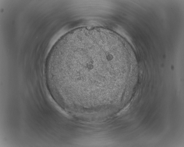 X0000077381091200611101723