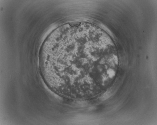 X0000077381095200611101723