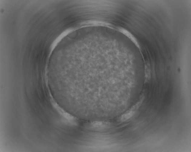 X0000077381098200611101723