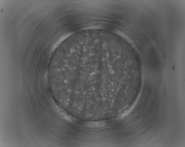 X0000077381121200611101722