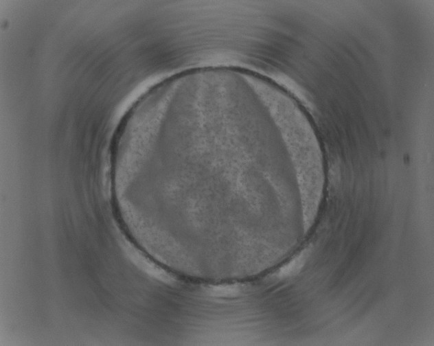 X0000077381126200611101722