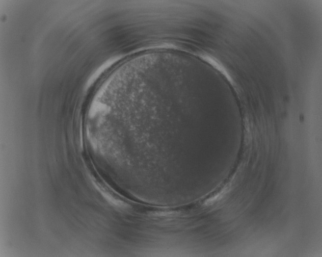 X0000077381127200611101722