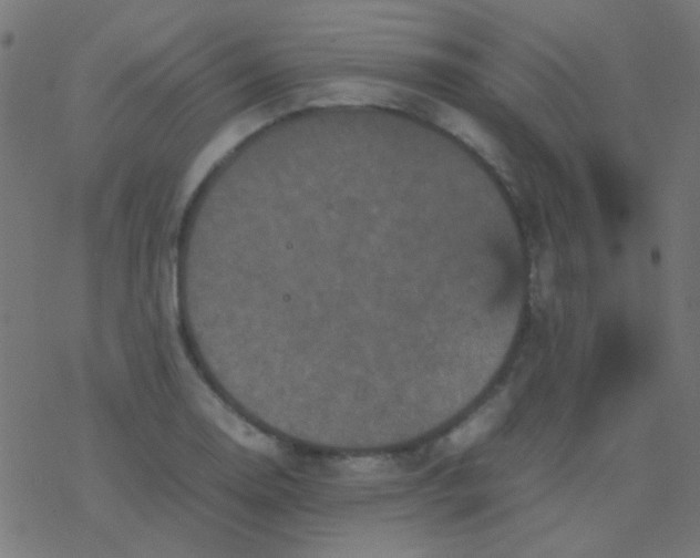 X0000077381130200611101723