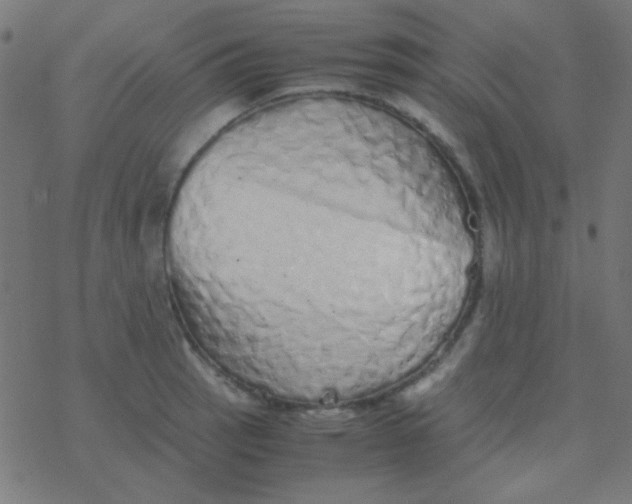 X0000077381137200611101723