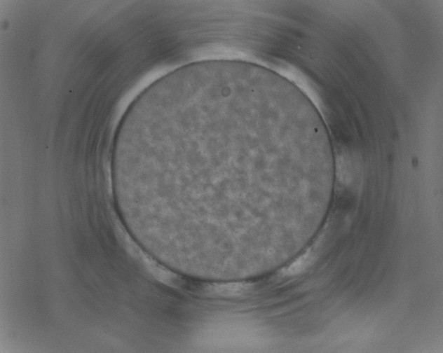 X0000077381150200611101723